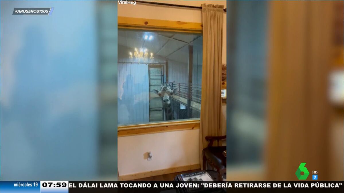 Levantarse y encontrarse una jirafa en tu habitación: esta es la ...