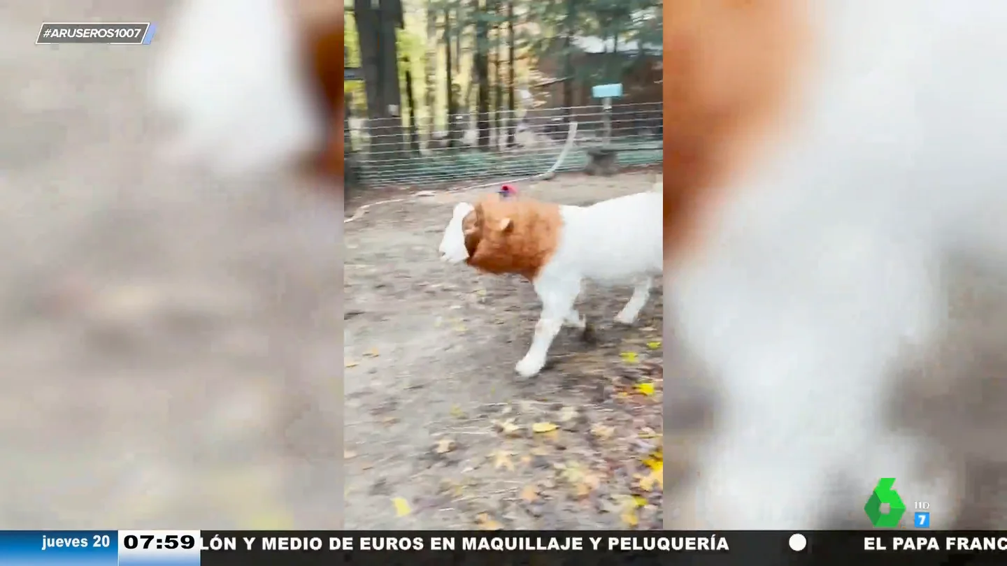 Una cabra disfrazada de león siembra el pánico en la granja Una cabra disfrazada de león siembra el pánico en la granja