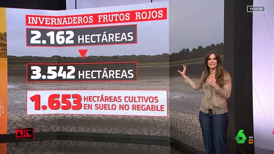 El problema del riego ilegal en Doñana: el 16% de cultivos se realiza en suelo no regable El problema del riego ilegal en Doñana: el 16% de cultivos se realiza en suelo no regable