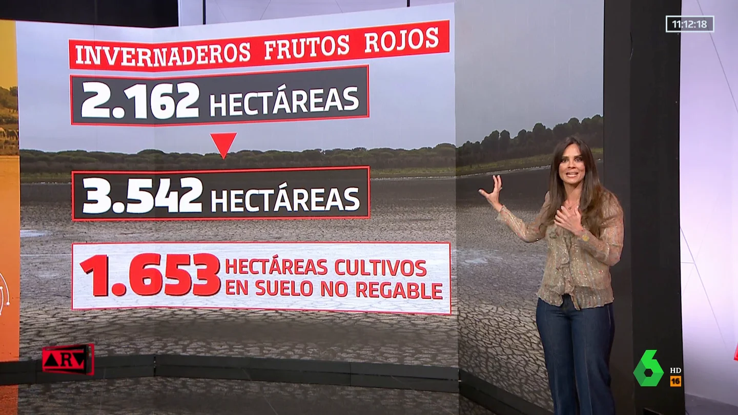 El problema del riego ilegal en Doñana: el 16% de cultivos se realiza en suelo no regable El problema del riego ilegal en Doñana: el 16% de cultivos se realiza en suelo no regable