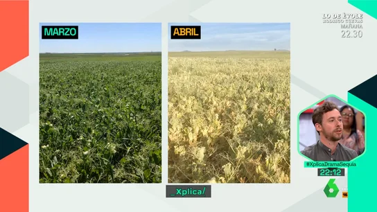 El serio aviso de Daniel, joven agricultor y biólogo pacense: "Este es el primer año que la cosecha va a ser nula" El serio aviso de Daniel, joven agricultor y biólogo pacense: "Este es el primer año que la cosecha va a ser nula"