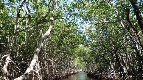 Everglades