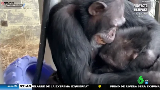El emotivo abrazo de cuatro chimpancés al reencontrarse en un nuevo hogar tras mucho tiempo sin verse El emotivo abrazo de cuatro chimpancés al reencontrarse en un nuevo hogar tras mucho tiempo sin verse