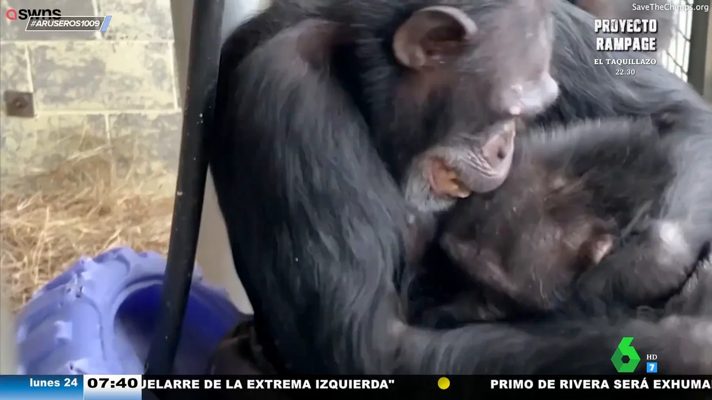 El emotivo abrazo de cuatro chimpancés al reencontrarse en un nuevo hogar tras mucho tiempo sin verse El emotivo abrazo de cuatro chimpancés al reencontrarse en un nuevo hogar tras mucho tiempo sin verse