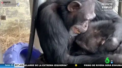 El emotivo abrazo de cuatro chimpancés al reencontrarse en un nuevo hogar tras mucho tiempo sin verse