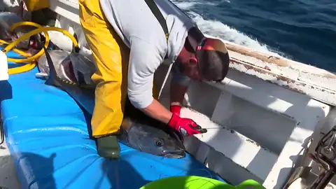 Así pesca el atún rojo la primera pesquería de atún rojo con el sello de sostenible reconocido por la ONU 2