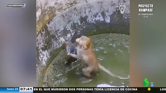 Un mono intenta salvar a un gatito atrapado en un pozo Un mono intenta salvar a un gatito atrapado en un pozo