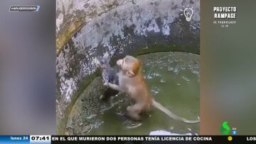 Un mono intenta salvar a un gatito atrapado en un pozo