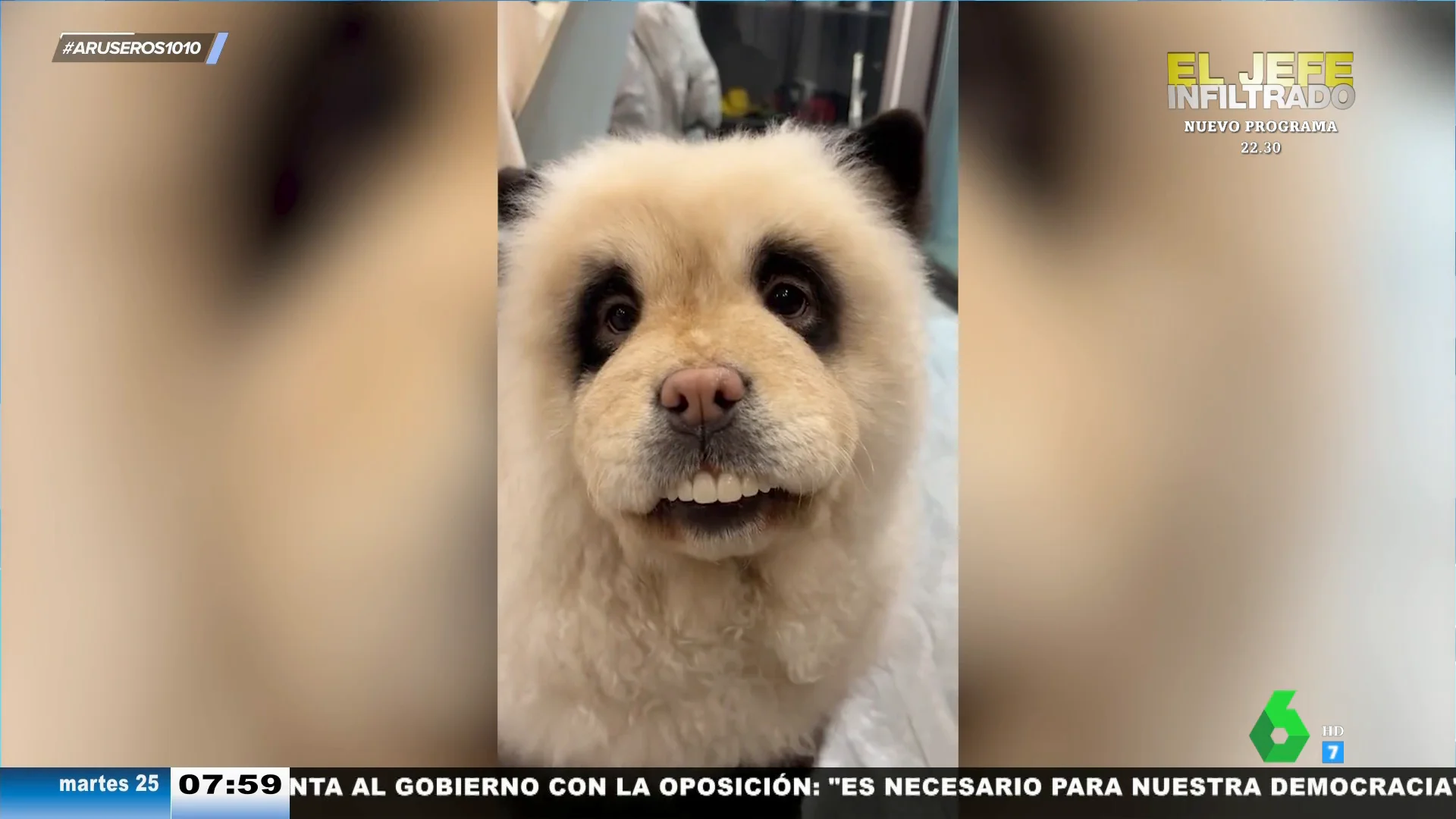 Encuentra su dentadura postiza perdida en la boca de su perro