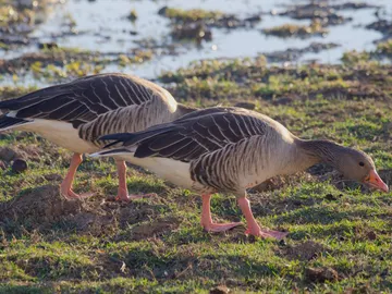 aves acuáticas en Doñana aves acuáticas en Doñana