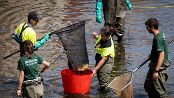 Técnicos usan un método para salvar a los peces autóctonos, aplicando electricidad al agua para dejarlos inconscientes