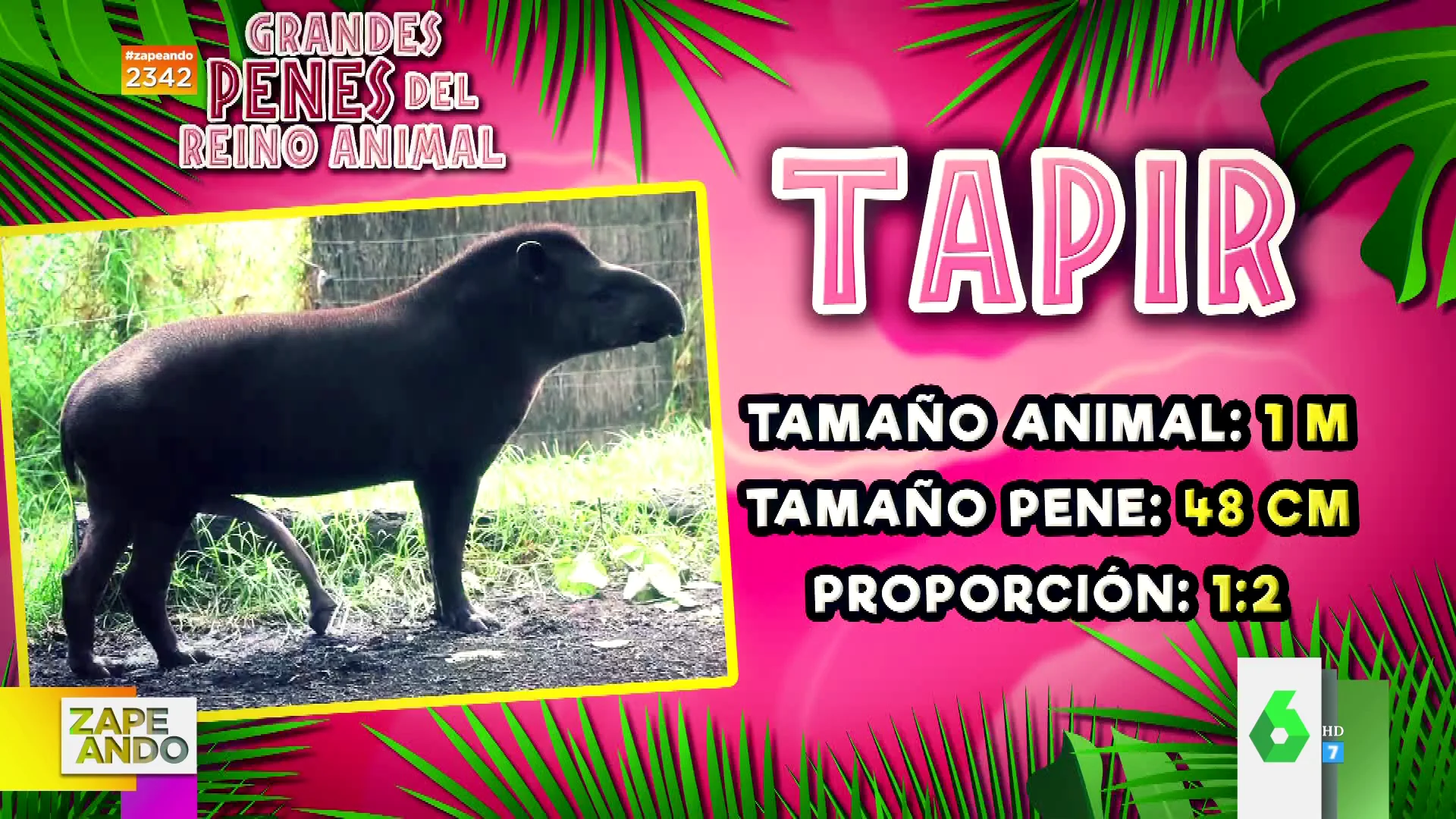 ¿Qué animales tienen el pene más grande?