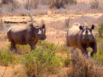 Los genomas de 240 especies de mamiferos dan las claves sobre su evolucion y enfermedades Los genomas de 240 especies de mamiferos dan las claves sobre su evolucion y enfermedades
