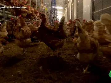 Así han conseguido las granjas españolas escapar del mayor brote de gripe aviar vivido en Europa