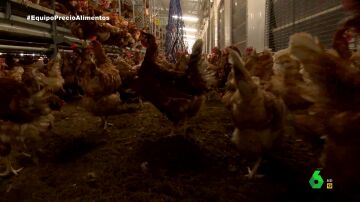 Así han conseguido las granjas españolas escapar del mayor brote de gripe aviar vivido en Europa