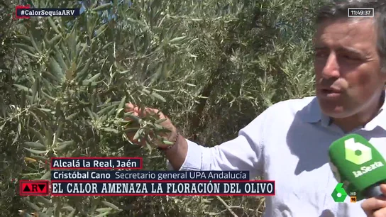 La advertencia de un agricultor sobre la cosecha de la aceituna que podría disparar el precio del aceite: "Se abrirá un escenario incierto" La advertencia de un agricultor sobre la cosecha de la aceituna que podría disparar el precio del aceite: "Se abrirá un escenario incierto"