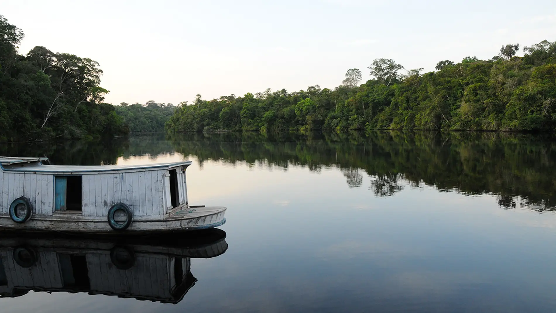 Los arboles del Amazonas meridional y occidental estan en mayor riesgo de mortalidad por sequia