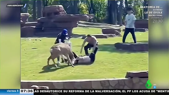 La advertencia de Evelyn Segura tras el ataque de un ciervo a una niña: "No debemos juzgar a los animales por su dieta" La advertencia de Evelyn Segura tras el ataque de un ciervo a una niña: "No debemos juzgar a los animales por su dieta"