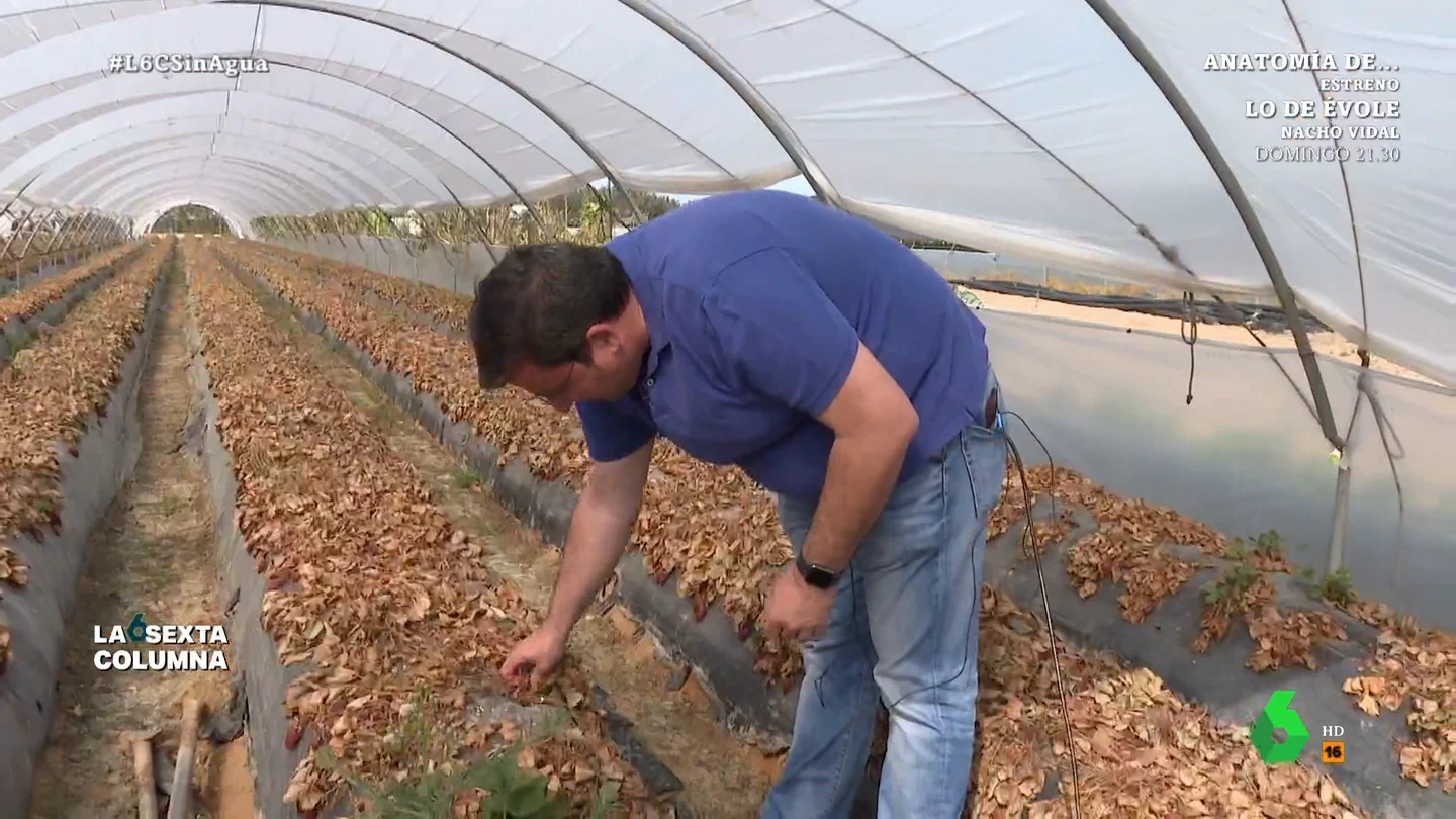 Un agricultor explica cómo afecta la sequía a sus fresas en Doñana laSexta Columna habla con Manuel Delgado, portavoz de agricultores de Puerta de Doñana, que asegura que ha sacrificado el 30% de su plantación de fresas. También analiza cómo esto afecta directamente al resto de negocios de los pueblos cercanos.