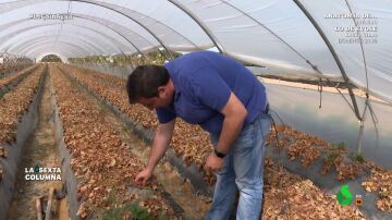 Un agricultor explica cómo afecta la sequía a sus fresas en Doñana
