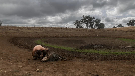 La sequía empuja a los animales a una hecatombe: "Ven alterado su ciclo biológico" La sequía empuja a los animales a una hecatombe: "Ven alterado su ciclo biológico"