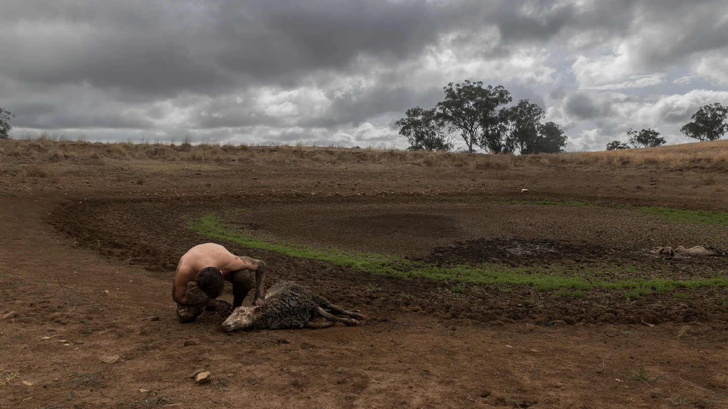 La sequía empuja a los animales a una hecatombe: "Ven alterado su ciclo biológico" La sequía empuja a los animales a una hecatombe: "Ven alterado su ciclo biológico"