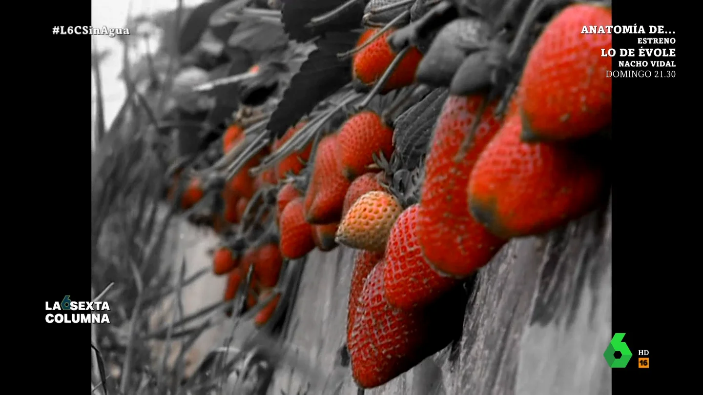 Así nació la fiebre por el oro rojo que convirtió Doñana en un far west de pozos ilegales En este vídeo, laSexta Columna establece una cronología desde cómo arrancó el cultivo de la fresa y otros frutos rojos en el entorno de Doñana, la proliferación de pozos ilegales y cómo las diferentes administraciones han intentado combatirlo.