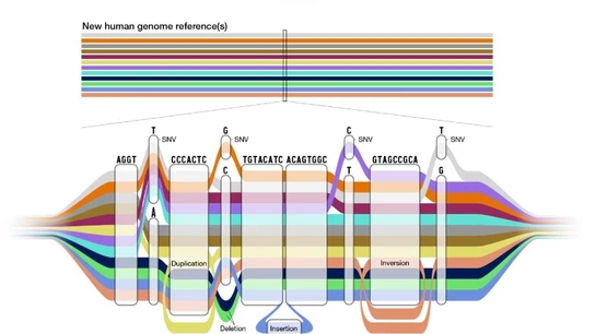 El gráfico del pangenoma tiene muchas rutas posibles para una secuencia El gráfico del pangenoma tiene muchas rutas posibles para una secuencia