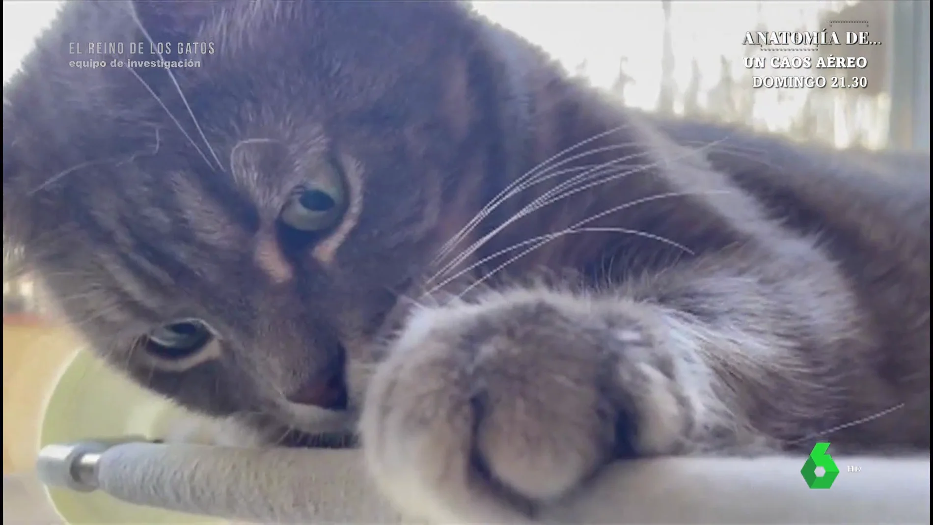 Conoce a Weenect Cats, el primer teléfono para gatos [VIDEO], TECNOLOGIA