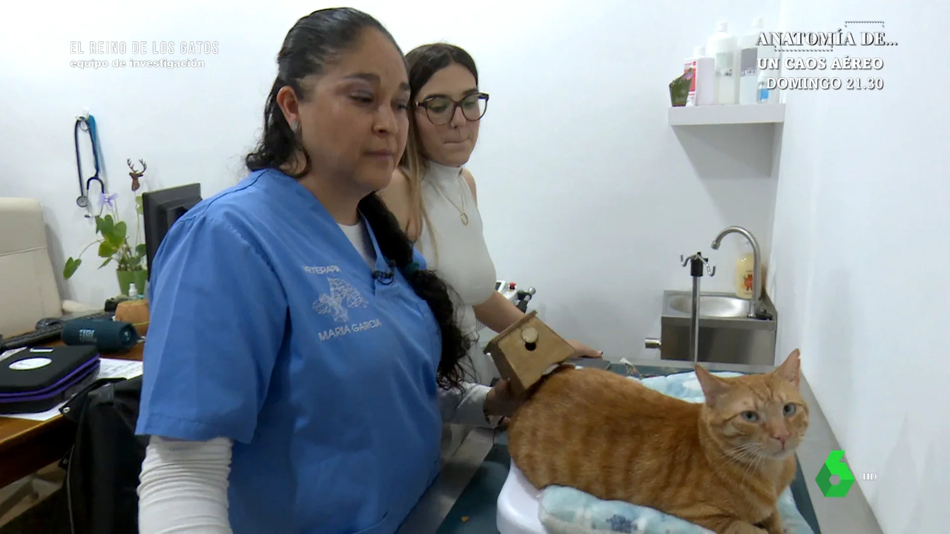 Así son las sesiones de acupuntura de hasta 100 euros para gatos