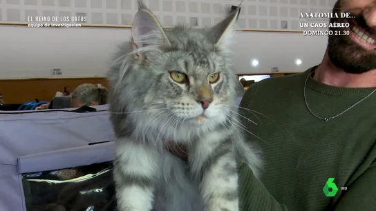 Gastar 20.000 euros anuales de media en tus gatos, el precio de participar en certámenes felinos Gastar 20.000 euros anuales de media en tus gatos, el precio de participar en certámenes felinos