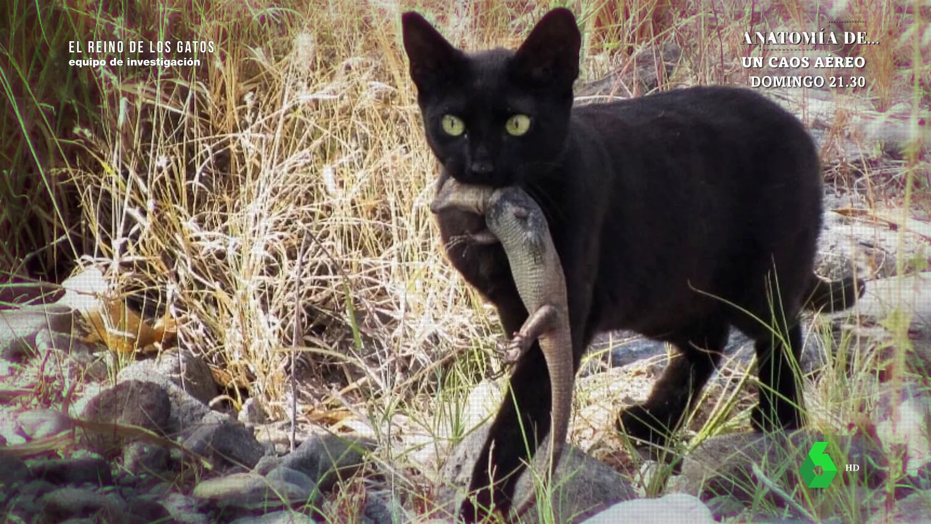 Los gatos abandonados acechan a los lagartos en Canarias, algo que podría afectar gravemente a la biodiversidad de las islas.