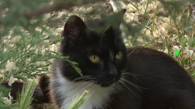 Equipo de Investigación Gatos Equipo de Investigación Gatos