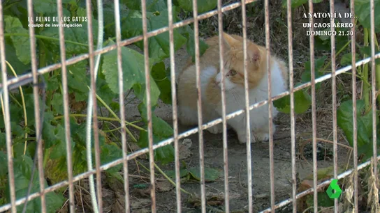 Cazagatos para controlar la población felina callejera: "Una gata puede dar en un periodo de 6 u 8 meses entre 15 y 20 gatitos" Cazagatos para controlar la población felina callejera: "Una gata puede dar en un periodo de 6 u 8 meses entre 15 y 20 gatitos"