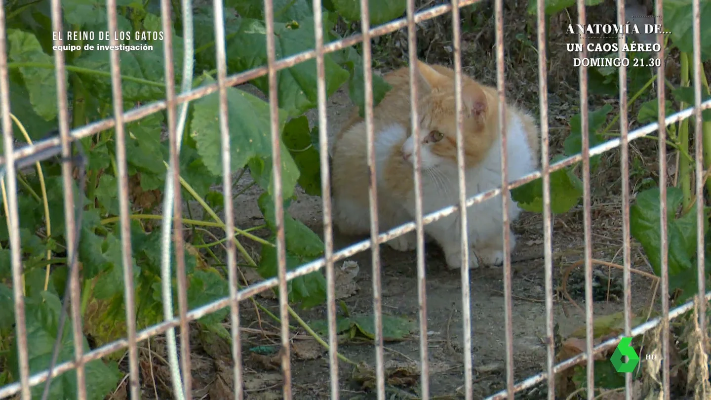 Cazagatos para controlar la población felina callejera: "Una gata puede dar en un periodo de 6 u 8 meses entre 15 y 20 gatitos" Cazagatos para controlar la población felina callejera: "Una gata puede dar en un periodo de 6 u 8 meses entre 15 y 20 gatitos"