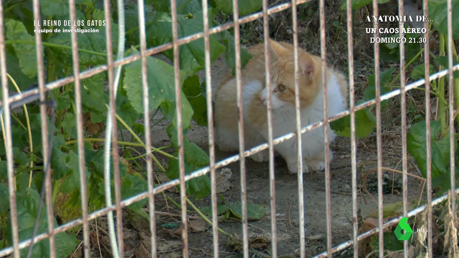 Cazagatos para controlar la población felina callejera: "Una gata puede dar en un periodo de 6 u 8 meses entre 15 y 20 gatitos"