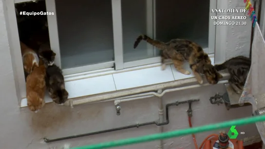 Una anciana acumula más de 70 gatos en su piso ante la desesperación de los vecinos El hedor que desprende la vivienda donde decenas de gatos viven es insoportable. Los vecinos están desesperados con esta situación límite que les ha tocado sufrir.