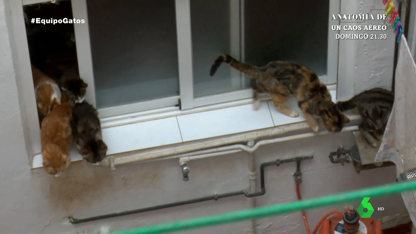 Una anciana acumula más de 70 gatos en su piso ante la desesperación de los vecinos El hedor que desprende la vivienda donde decenas de gatos viven es insoportable. Los vecinos están desesperados con esta situación límite que les ha tocado sufrir.