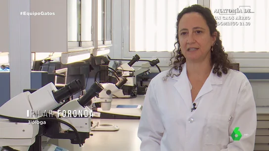 Bartonella y toxoplasmosis, las enfermedades infecciosas que los gatos abandonados pueden transmitir Los gatos sin ningún tipo de control veterinario pueden ser portadores de enfermedades que afectan a los humanos, como muestra el vídeo.
