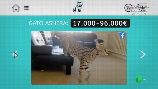 El gato más caro del mundo, un cruce entre felino común y leopardo asiático que cuesta hasta 96.000 euros La atracción por los gatos se extiende más allá de Internet, donde las búsquedas de estos animales están disparadas. Su venta se ha multiplicado en muy poco tiempo.