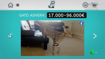 El gato más caro del mundo, un cruce entre felino común y leopardo asiático que cuesta hasta 96.000 euros