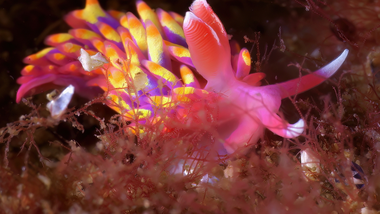 Weird rainbow sea slug spotted in UK