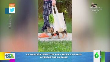 Vídeo viral de una mujer paseando a su gato por la calle