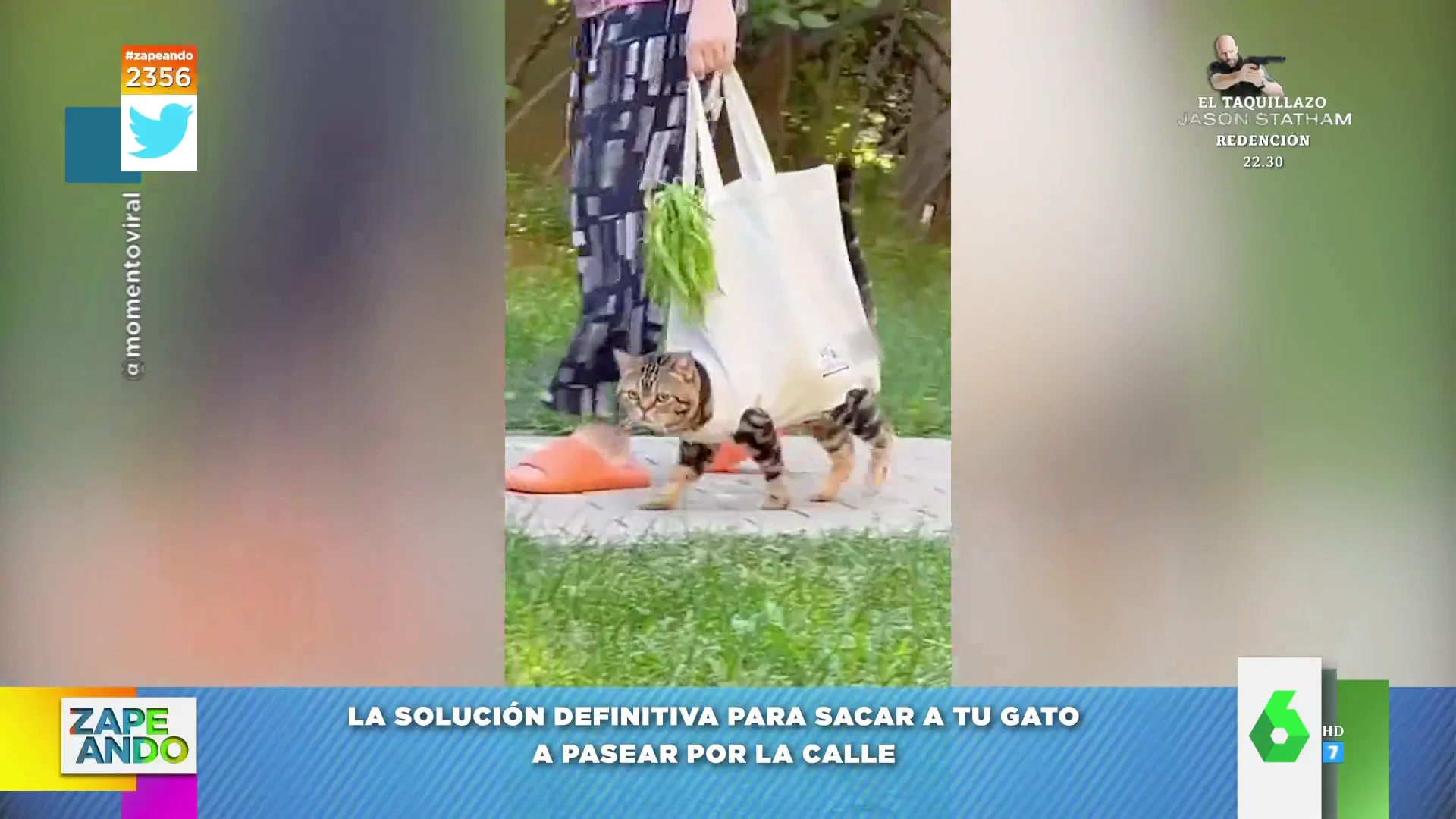 Vídeo viral de una mujer paseando a su gato por la calle