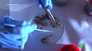 Equipo de Investigaci&oacute;n El Silencio de las Abejas
