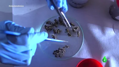 Equipo de Investigación El Silencio de las Abejas Equipo de Investigación El Silencio de las Abejas