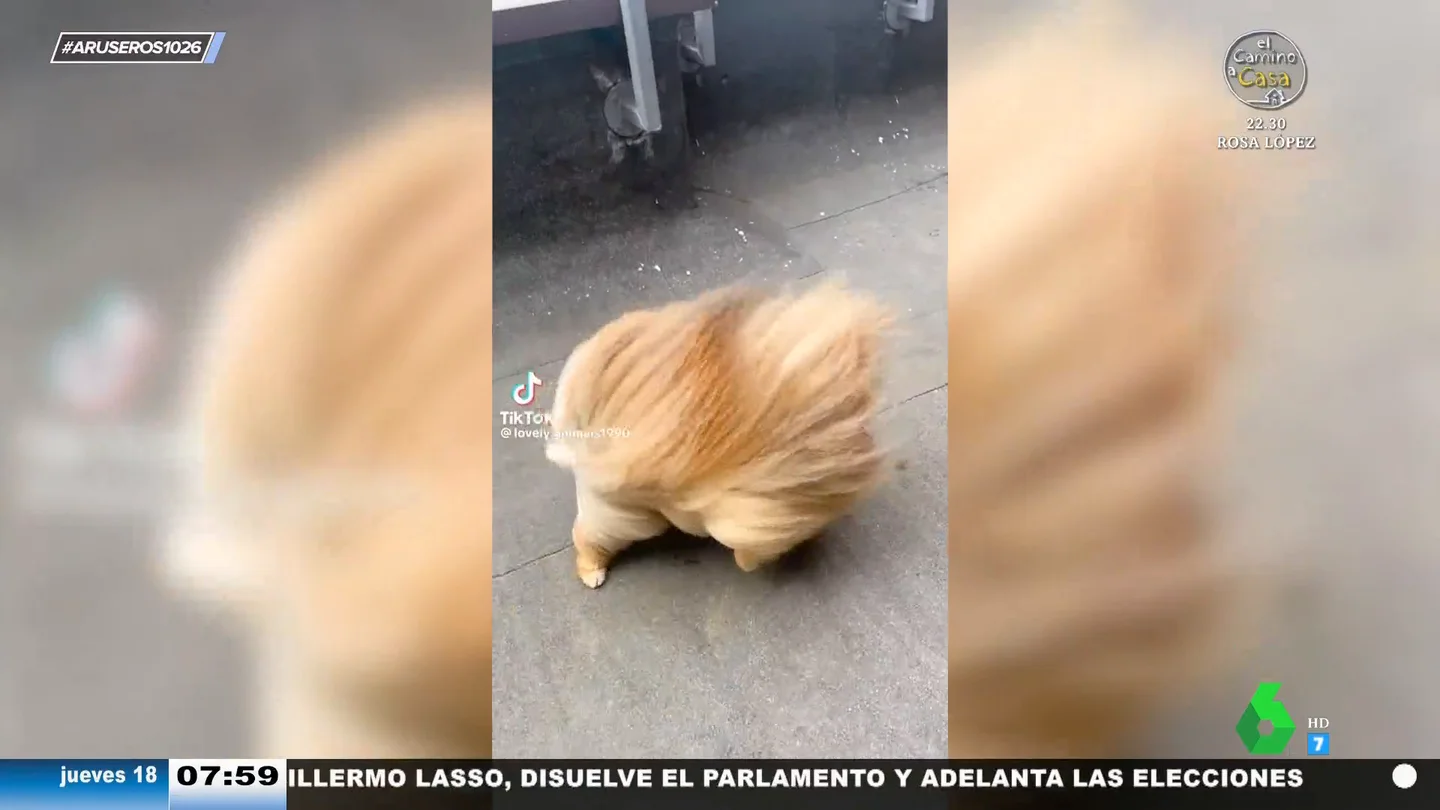 Las divertidas dificultades de un perro con melena por culpa del vendaval: "A Trump se le ha caído la peluca" Las divertidas dificultades de un perro con melena por culpa del vendaval: "A Trump se le ha caído la peluca"