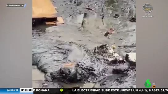 Rescatan a un perro que llevaba dos días atrapado en una charca de aceite sin poder moverse Rescatan a un perro que llevaba dos días atrapado en una charca de aceite sin poder moverse