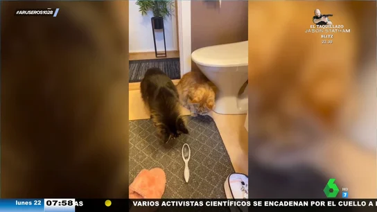 El tremendo susto que se llevan estos gatos por culpa de un limador de pieles El tremendo susto que se llevan estos gatos por culpa de un limador de pieles