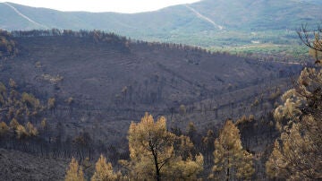 Fotografía este lunes, de los efectos un incendio, en Pinofranqueado, en la comarca cacereña de Las Hurdes (Extremadura).